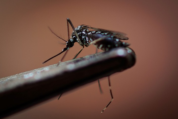 El mosquito Aedes aegypti, transmisor del dengue. 